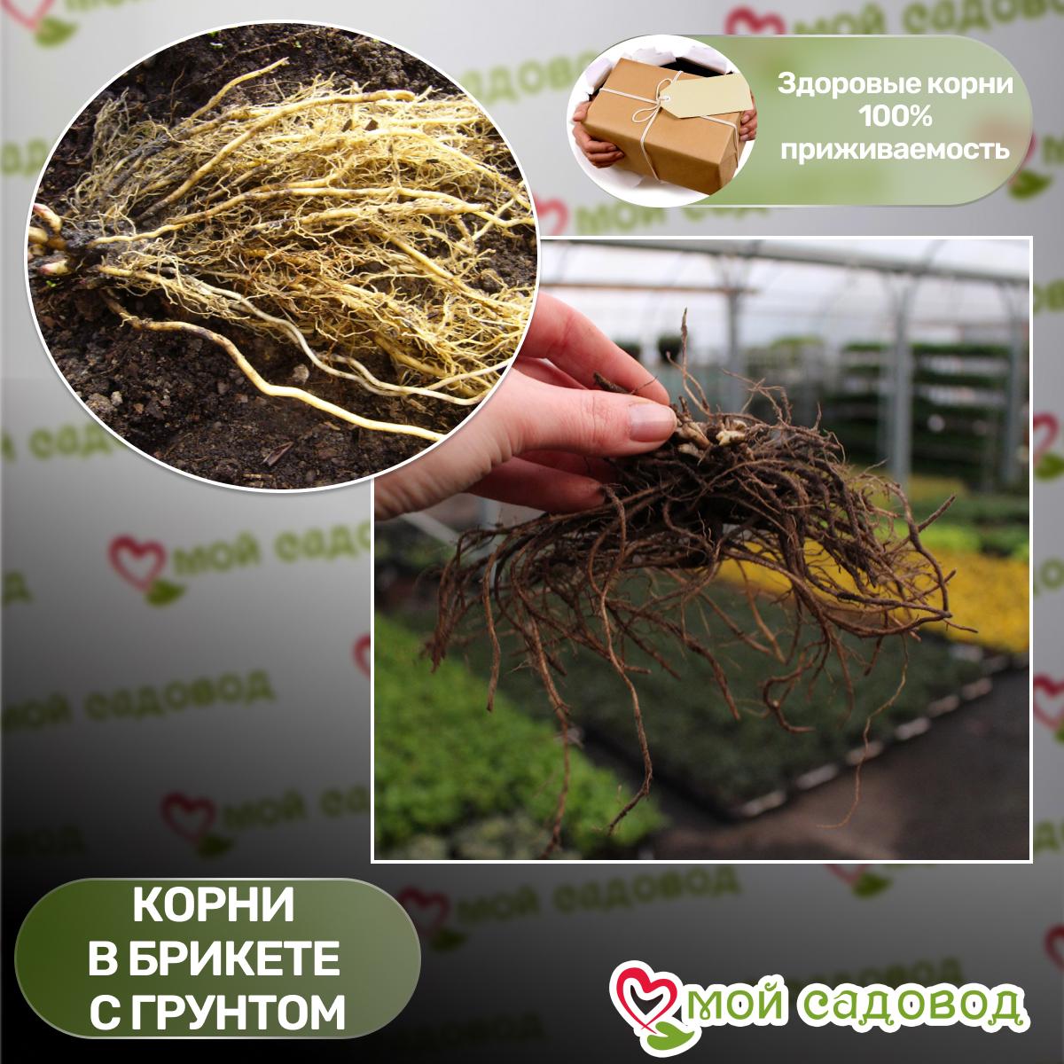 Флокс Эсмеральда